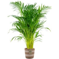 Bloomique - Dypsis Lutescens - Goldfruchtpalme - Areca Palme - Zimmerpflanzen - Pflegeleicht - Haustierfreundlich - Höhe 100-120 cm - Mit Jute Korb von BLOOMIQUE