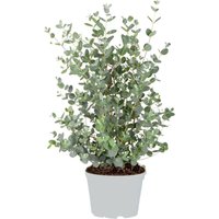 Eucalyptus gunnii - Mostgummi-Baum - Strauch - Immergrün - ⌀17 cm - 40-50 cm von BLOOMIQUE