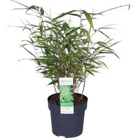 Fargesia Rufa - Bambus Pflanze - Gartenpflanze - Balkonpflanzen - Winterhart - Nicht Invasiv - Höhe 30-40 cm - Topf 13 cm - Bloomique Fargesia Rufa - Bambus Pflanze - Gartenpflanze - Balkonpflanzen - Winterhart - Nicht Invasiv - Höhe 30-40 cm - Topf 13 cm - Bloomique von BLOOMIQUE