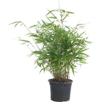 Fargesia Rufa - Bambus Pflanze - Gartenpflanze - Balkonpflanzen - Winterhart - Nicht Invasiv - Höhe 40-60 cm - Topf 17 cm - Bloomique Fargesia Rufa - Bambus Pflanze - Gartenpflanze - Balkonpflanzen - Winterhart - Nicht Invasiv - Höhe 40-60 cm - Topf 17 cm - Bloomique von BLOOMIQUE