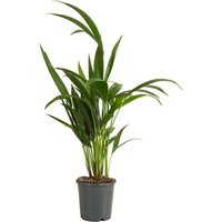 Bloomique - Howea Forsteriana - Kentiapalme - Zimmerpflanzen - Luftreinigend - Haustierfreundlich - 40-60 cm hoch - Topf 13 cm von BLOOMIQUE