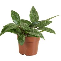 Hoya Rangsan - Wachsblume - Hängepflanze - Zimmerpflanzen - Pflegeleicht - 15-20 cm hoch - Topf 12 cm - Bloomique Hoya Rangsan - Wachsblume - Hängepflanze - Zimmerpflanzen - Pflegeleicht - 15-20 cm hoch - Topf 12 cm - Bloomique von BLOOMIQUE