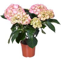 Hydrangea macrophylla 'Early Rosa' - Bauernhortensie - Strauch - Winterhart - ⌀14 cm - 30-40 cm von BLOOMIQUE