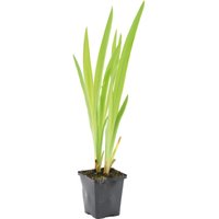 Iris Versicolor - Amerikanische Sumpf-Schwertlilie - Teichpflanzen Winterhart - Wasserpflanzen - Zone 1-2 - Höhe 15-25 cm - Topf 9 cm - Bloomique Iris Versicolor - Amerikanische Sumpf-Schwertlilie - Teichpflanzen Winterhart - Wasserpflanzen - Zone 1-2 - Höhe 15-25 cm - Topf 9 cm - Bloomique von BLOOMIQUE