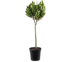 Laurus Nobilis am Stamm - Lorbeerbaum- Gartenpflanzen Winterhart - Gartenkräuter Pflanzen - Höhe 80-100 cm - Topf 21 cm - Bloomique von BLOOMIQUE
