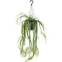 Lepismium Bolivianum - Zimmerpflanzen - Hängepflanzen - Sehr pflegeleicht - 20-30 cm Hoch - Hängetopf 17 cm - Bloomique Lepismium Bolivianum - Zimmerpflanzen - Hängepflanzen - Sehr pflegeleicht - 20-30 cm Hoch - Hängetopf 17 cm - Bloomique von BLOOMIQUE