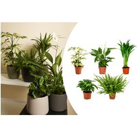 Bloomique - Luftreinigende Zimmerpflanzen Mischung - 5er-Set - Mit Spathiphillium, Coffea Arabica, Nephrolepis Green Lady, Dypsis Lutescens, Bloomique - Luftreinigende Zimmerpflanzen Mischung - 5er-Set - Mit Spathiphillium, Coffea Arabica, Nephrolepis Green Lady, Dypsis Lutescens, von BLOOMIQUE