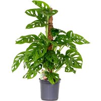Monstera adansonii Moosstab - Monkey Leaf - Fensterblatt - Luftreinigende Zimmerpflanzen - Monstera Pflanze - Hängepflanze echt - Kletterpflanzen von BLOOMIQUE