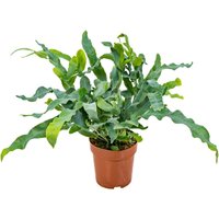 Phlebodium Blue Star - Goldtüpfelfarn - Zimmerpflanzen - Pflegeleicht - Luftreinigend - Höhe 20-30 cm - Topf 12 cm - Bloomique von BLOOMIQUE