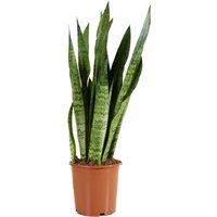 Sansevieria Zeylanica - Bogenhanf - Sukkulenten - Zimmerpflanzen - Sehr Pflegeleicht - Höhe 80-100 cm - Topf 21 cm - Bloomique Sansevieria Zeylanica - Bogenhanf - Sukkulenten - Zimmerpflanzen - Sehr Pflegeleicht - Höhe 80-100 cm - Topf 21 cm - Bloomique von BLOOMIQUE