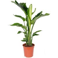 Strelitzia Nicolai - Strelitzie Pflanze - Paradiesvogel Pflanze - Paradiesvogelblume - Zimmerpflanzen Groß - Grünpflanzen Luftreinigend - Höhe 70-80 von BLOOMIQUE