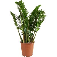 Zamioculcas Zamiifolia - Glücksfeder - Zimmerpflanzen Groß - Sehr Pflegeleicht - Luftreinigend - Höhe 80-90 cm - Topf 21 cm - Bloomique Zamioculcas Zamiifolia - Glücksfeder - Zimmerpflanzen Groß - Sehr Pflegeleicht - Luftreinigend - Höhe 80-90 cm - Topf 21 cm - Bloomique von BLOOMIQUE