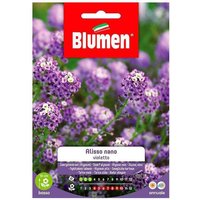 Zwergviolette Alyssum-Samen im Umschlag von BLUMEN