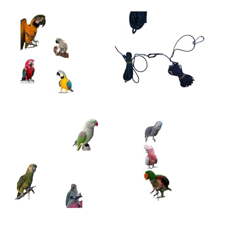 2 Meter Beinschlaufe: 1 Meter grüner Paracord zum Einstecken in den Ring des Papageiens, siehe Video, und 1 m Gummiband zur Vermeidung von Unfällen von BLUSUPERSHOP