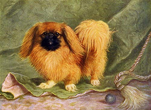 BNHKM DIY Diamantmalerei Pekingese Hund Vollbohrkristall Zeichnungssatz Nacht Kunst Kunst Stickerei Kunsthandwerk für Heimtextilien von BNHKM