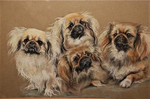 DIY 5D Diamond Painting Kits Pekingese Hund Vollbohrkristall Strass Stickerei Stickerei Bilder Kunst für Zuhause Wanddekoration von BNHKM