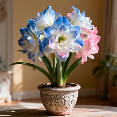 Amaryllis/winterharte mehrjährige Amaryllis, ausgewählte,gemischte seltene Farben, große Blüten, gefüllte Amaryllis-3Rhizome-C von BNJKYUOKW