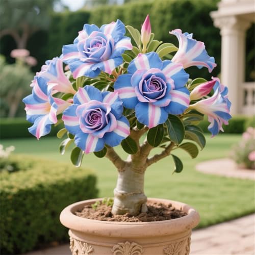 Schnelles Wachstum Seltene Wüstenrose Seltene Wüstenrose Winterhart WüStenrosenknolle Winterhart Schönes Bepflanzen von Staudengärten-1knolle-A Schnelles Wachstum Seltene Wüstenrose Seltene Wüstenrose Winterhart WüStenrosenknolle Winterhart Schönes Bepflanzen von Staudengärten-1knolle-A von BNJKYUOKW