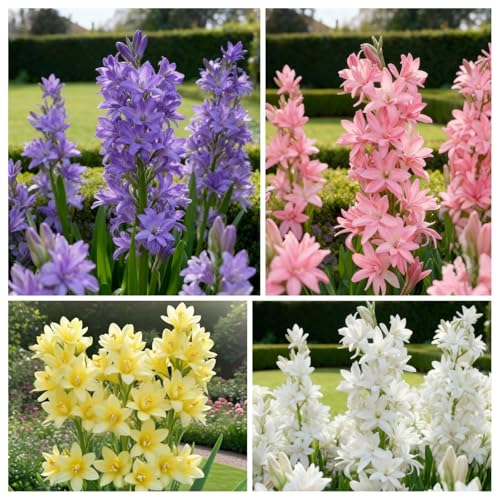Tuberose zum Anpflanzen/winterhart mehrjährig gedeiht in Töpfen-Herbstpflanzung für Frühlingsschönheit-(Tuberosezwiebeln)-10Rhizome -A von BNJKYUOKW