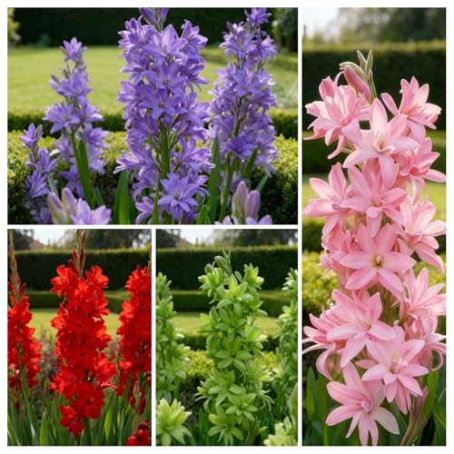 Tuberose zum Anpflanzen/winterhart mehrjährig gedeiht in Töpfen-Herbstpflanzung für Frühlingsschönheit-(Tuberosezwiebeln)-4Rhizome -E von BNJKYUOKW