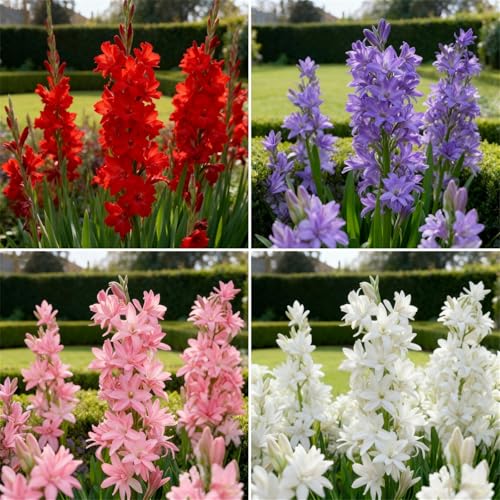 Tuberose zum Anpflanzen/winterhart mehrjährig gedeiht in Töpfen-Herbstpflanzung für Frühlingsschönheit-(Tuberosezwiebeln)-6Rhizome -C von BNJKYUOKW