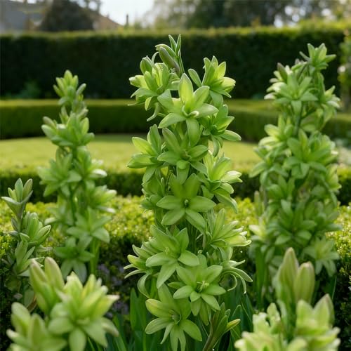 Tuberose zum Anpflanzen&winterhart mehrjährig gedeiht in Töpfen-Herbstpflanzung für Frühlingsschönheit-(Tuberosezwiebeln)-4Rhizome -B von BNJKYUOKW