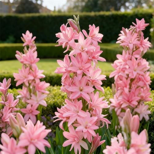 Tuberose zum Anpflanzen&winterhart mehrjährig gedeiht in Töpfen-Herbstpflanzung für Frühlingsschönheit-(Tuberosezwiebeln)-4Rhizome -E von BNJKYUOKW