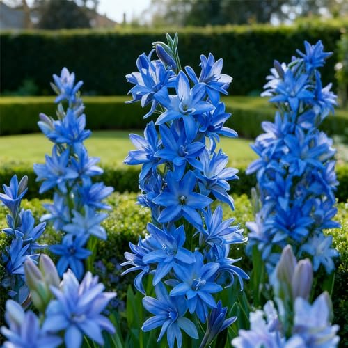 Tuberose zum Anpflanzen&winterhart mehrjährig gedeiht in Töpfen-Herbstpflanzung für Frühlingsschönheit-(Tuberosezwiebeln)-4Rhizome -F von BNJKYUOKW