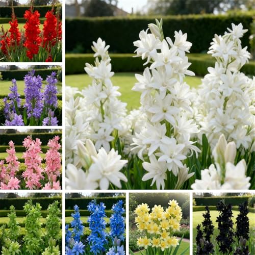 Tuberose zum Anpflanzen&winterhart mehrjährig gedeiht in Töpfen-Herbstpflanzung für Frühlingsschönheit-(Tuberosezwiebeln)-4Rhizome -J von BNJKYUOKW