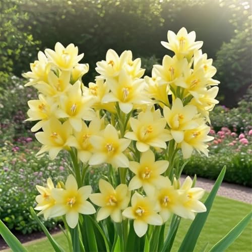 Tuberose zum Anpflanzen&winterhart mehrjährig gedeiht in Töpfen-Herbstpflanzung für Frühlingsschönheit-(Tuberosezwiebeln)-6Rhizome -D von BNJKYUOKW