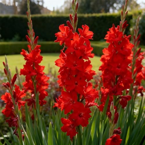 Tuberose zum Anpflanzen&winterhart mehrjährig gedeiht in Töpfen-Herbstpflanzung für Frühlingsschönheit-(Tuberosezwiebeln)-6Rhizome -H von BNJKYUOKW