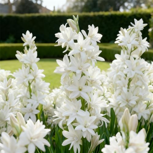 Tuberose zum Anpflanzen&winterhart mehrjährig gedeiht in Töpfen-Herbstpflanzung für Frühlingsschönheit-(Tuberosezwiebeln)-8Rhizome -A von BNJKYUOKW