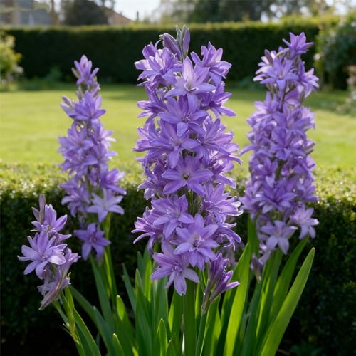 Tuberose zum Anpflanzen&winterhart mehrjährig gedeiht in Töpfen-Herbstpflanzung für Frühlingsschönheit-(Tuberosezwiebeln)-8Rhizome -C von BNJKYUOKW