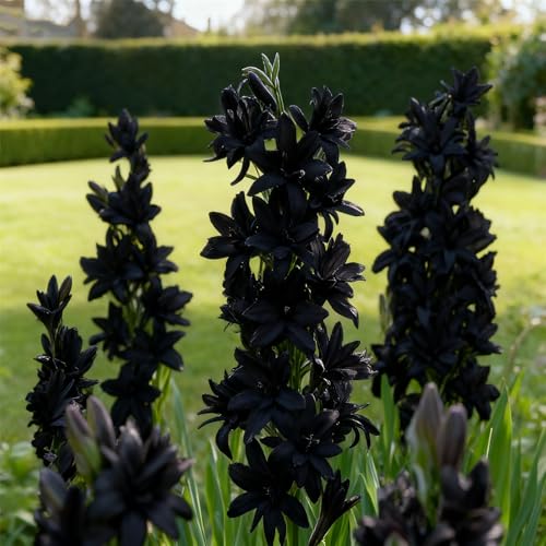 Tuberose zum Anpflanzen&winterhart mehrjährig gedeiht in Töpfen-Herbstpflanzung für Frühlingsschönheit-(Tuberosezwiebeln)-8Rhizome -G von BNJKYUOKW