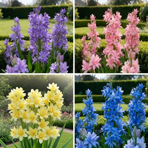 Tuberose zum Anpflanzen&winterhart mehrjährig gedeiht in Töpfen&Herbstpflanzung für Frühlingsschönheit-(Tuberosezwiebeln)-10Rhizome -C von BNJKYUOKW