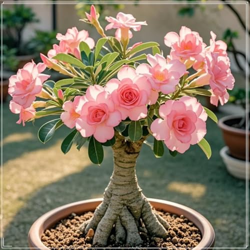 Adenium, Sukkulente, Wüstenrose-Rhizom, mehrjähriges blühendes Rhizom, ideale Gartenpflanze, lang anhaltende Blüte, Topfpflanzenanzeige-2 Rhizome-K von BNSOIDE