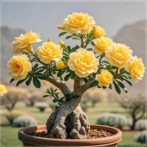 Adenium, Sukkulente, Wüstenrose-Rhizom, mehrjähriges blühendes Rhizom, ideale Gartenpflanze, lang anhaltende Blüte, Topfpflanzenanzeige-5 Rhizome-D von BNSOIDE