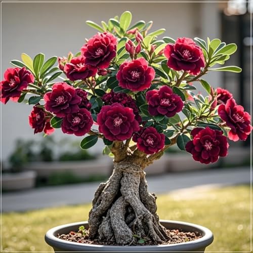 Adenium, Sukkulente, Wüstenrose-Rhizom, mehrjähriges blühendes Rhizom, ideale Gartenpflanze, lang anhaltende Blüte, Topfpflanzenanzeige-5 Rhizome-J Adenium, Sukkulente, Wüstenrose-Rhizom, mehrjähriges blühendes Rhizom, ideale Gartenpflanze, lang anhaltende Blüte, Topfpflanzenanzeige-5 Rhizome-J von BNSOIDE