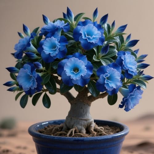 Adenium obesum wüstenrose, winterhart wüstenrose rhizome, mehrjährige starke rhizome, professionelle bepflanzung-2 Rhizome-G Adenium obesum wüstenrose, winterhart wüstenrose rhizome, mehrjährige starke rhizome, professionelle bepflanzung-2 Rhizome-G von BNSOIDE