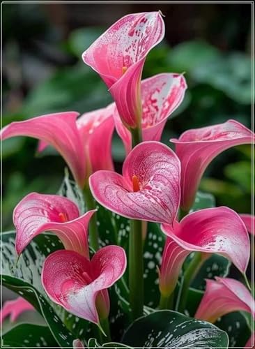 Calla Lilien, Winterhartes Calla Lilien, Gartenpflanzung, wächst gut in Behältern, einfache schöne Staude-2 Rhizome-a Calla Lilien, Winterhartes Calla Lilien, Gartenpflanzung, wächst gut in Behältern, einfache schöne Staude-2 Rhizome-a von BNSOIDE