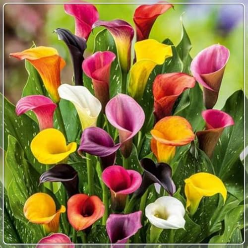 Calla Lilien, Winterhartes Calla Lilien, Gartenpflanzung, wächst gut in Behältern, einfache schöne Staude-4 Rhizome-i von BNSOIDE