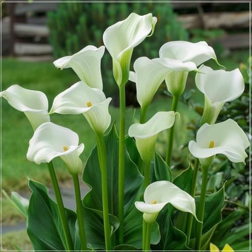 Calla Lilien, Winterhartes Calla Lilien, Gartenpflanzung, wächst gut in Behältern, einfache schöne Staude-6 Rhizome-b von BNSOIDE