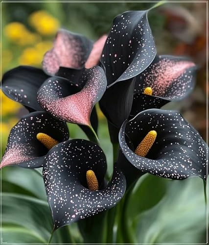 Calla Lilien, Winterhartes Calla Lilien, Gartenpflanzung, wächst gut in Behältern, einfache schöne Staude-6 Rhizome-i von BNSOIDE