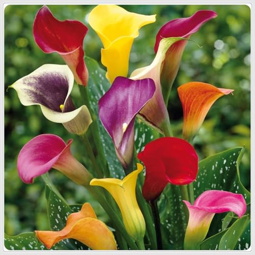 Calla Lilien Rhizome-Calla Lilien Gartenbepflanzung-Elegante Rhizome-Blühende Rhizome-Winterhart Rhizome-Landschaftsgestaltung-4 Rhizome-d Calla Lilien Rhizome-Calla Lilien Gartenbepflanzung-Elegante Rhizome-Blühende Rhizome-Winterhart Rhizome-Landschaftsgestaltung-4 Rhizome-d von BNSOIDE