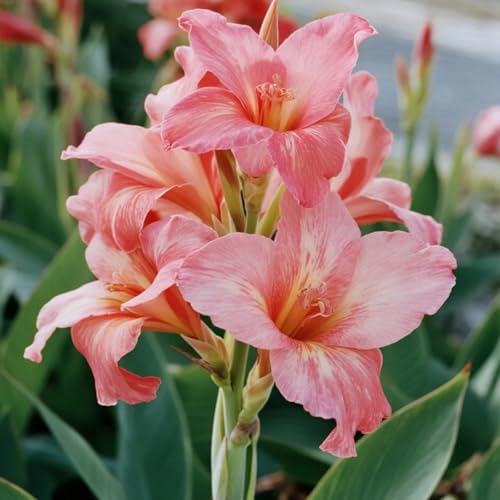 Canna Rhizome-Canna Gartenbepflanzung-Elegante Rhizome-Blühende Rhizome-Winterhart Rhizome-Landschaftsgestaltung-2 Rhizome-C Canna Rhizome-Canna Gartenbepflanzung-Elegante Rhizome-Blühende Rhizome-Winterhart Rhizome-Landschaftsgestaltung-2 Rhizome-C von BNSOIDE