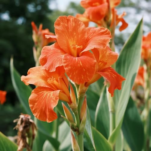 Canna Rhizome-Canna Gartenbepflanzung-Elegante Rhizome-Blühende Rhizome-Winterhart Rhizome-Landschaftsgestaltung-2 Rhizome-E von BNSOIDE