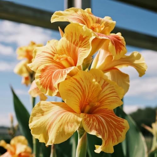 Canna Rhizome-Canna Gartenbepflanzung-Elegante Rhizome-Blühende Rhizome-Winterhart Rhizome-Landschaftsgestaltung-2 Rhizome-G von BNSOIDE