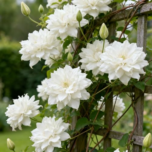 Clematis Rhizome-Clematis Gartenbepflanzung-Elegante Rhizome-Blühende Rhizome-Winterhart Rhizome-Landschaftsgestaltung-6 Rhizome-I von BNSOIDE