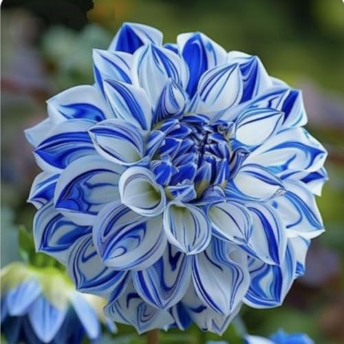 Dahlien winterhart mehrjährig-Dahlien Rhizome-Blühende Rhizome-Landschaftsgestaltung-Gartenknollenpflanzung mit dekorativen Topfpflanzen-6 rhizome-e von BNSOIDE