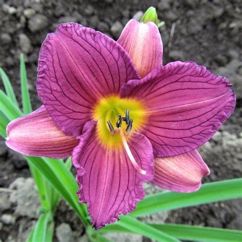 Daylily bulbs are easy to maintain and are the first choice for beginners. They have a long flowering period.-8 bulbs-C von BNSOIDE